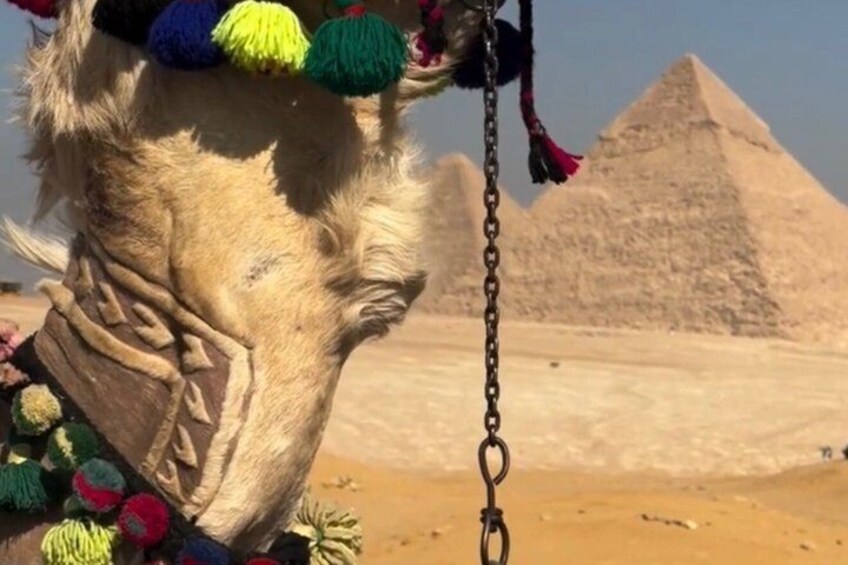 A camel with colorful decorations in front of the Great Pyramid of Giza. 5