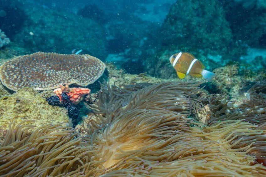 An underwater scene with anemones, a clownfish, and a sea urchin. 4