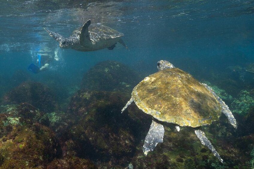 Snorkel with the Turtles - Fast Boat 5