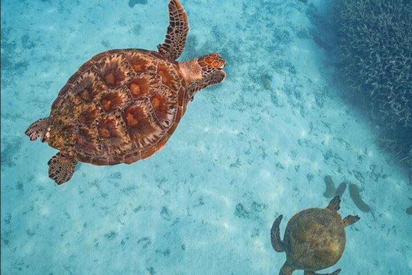 A sea turtle swimming in clear blue water. 1