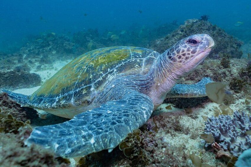 Snorkel with the Turtles - Fast Boat 2