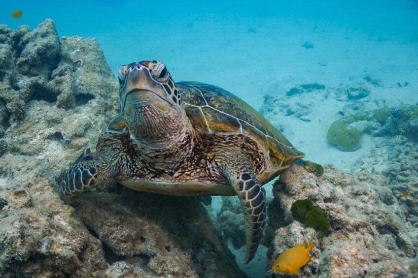 Snorkel with the Turtles - Fast Boat 5