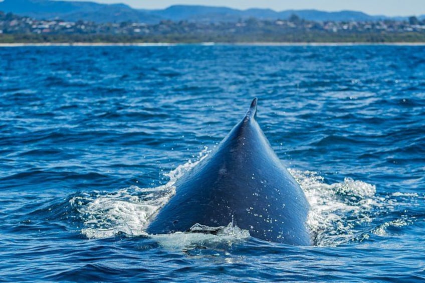 A whale breaching the ocean surface. 3