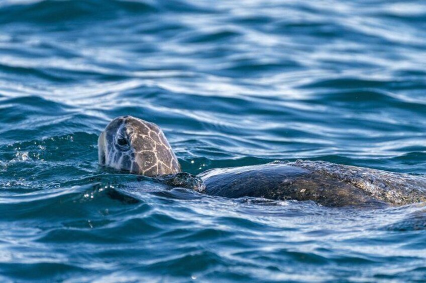 A sea turtle swimming in the ocean. 5