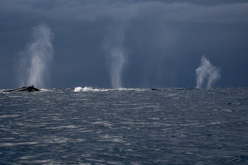 Ultimate Ocean Encounter Group Charter 2