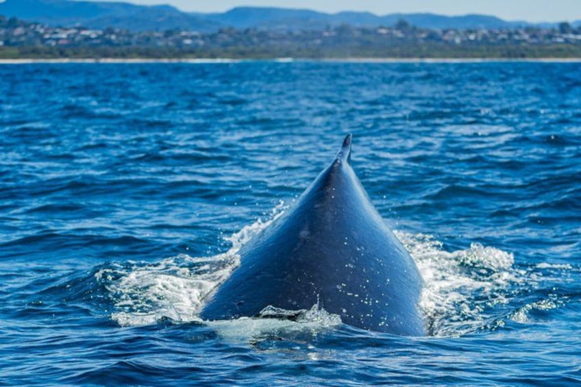 A whale breaching the ocean surface. 4
