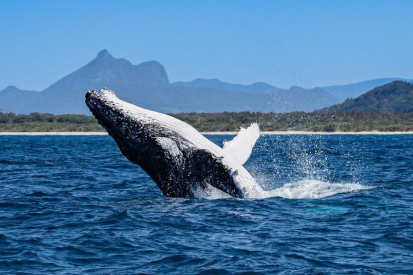 A whale breaching with a mountainous landscape in the background. 5