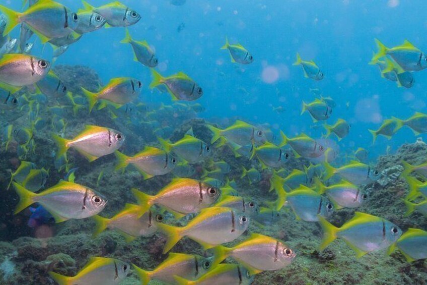 Ultimate Ocean Encounter Group Charter 2