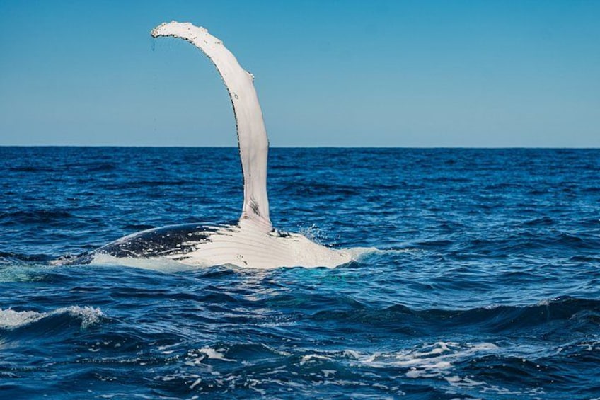 A whale's tail above the water. 2