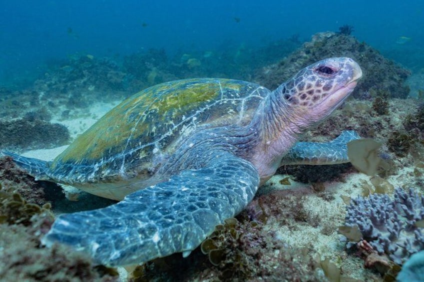 A sea turtle swimming near a coral reef. 5