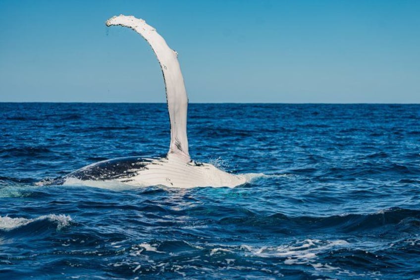 A whale's tail breaching the ocean surface. 2