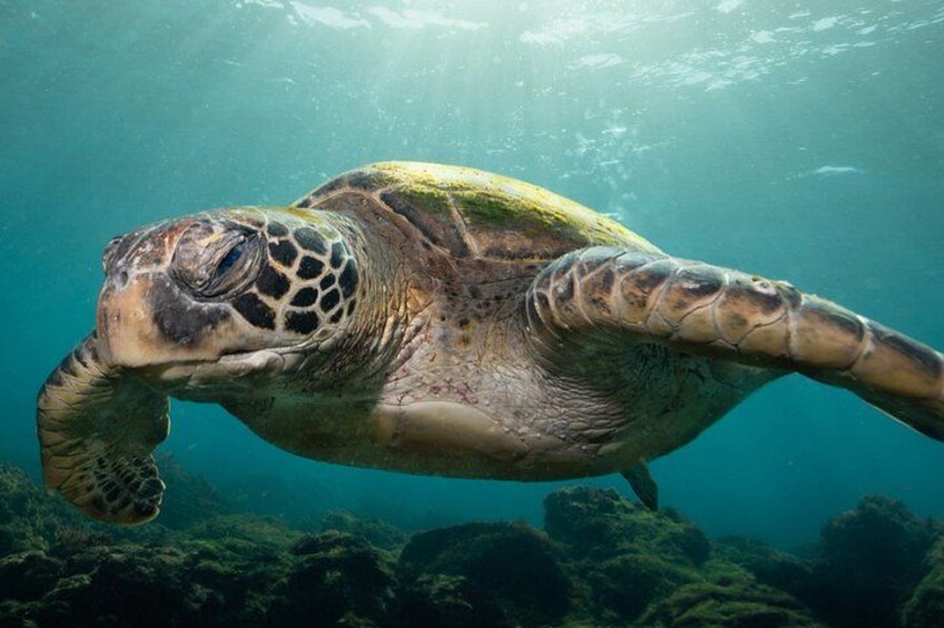 A sea turtle swimming underwater. 5