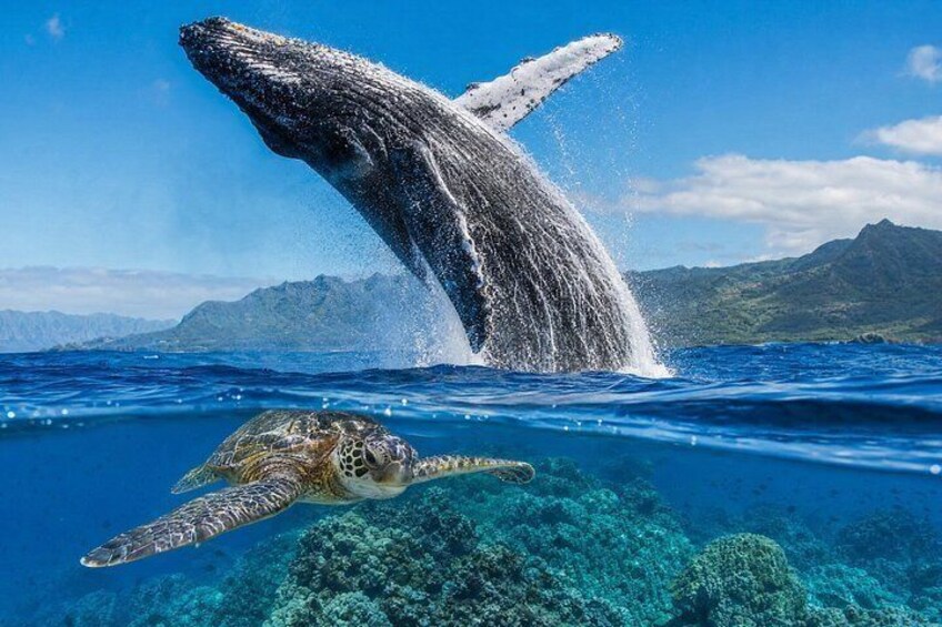 Ultimate Ocean Encounter Group Charter 4