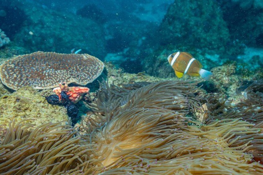 An underwater scene with anemones, a clownfish, and a sea urchin. 4