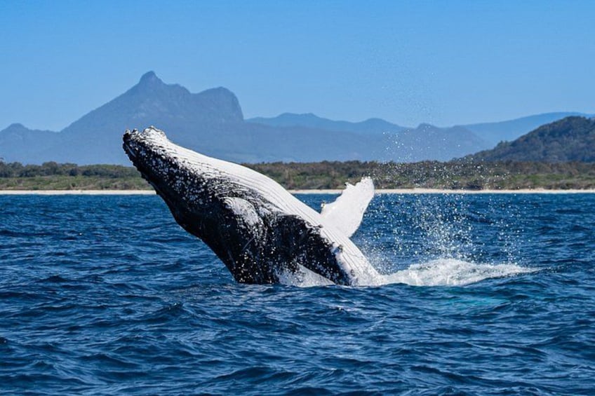 A whale breaching with a mountainous landscape in the background. 5