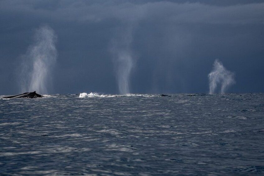 A whale breaching the ocean surface with water jets. 2