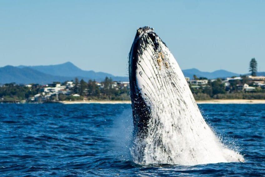 A whale breaching with a coastal town in the background. 5