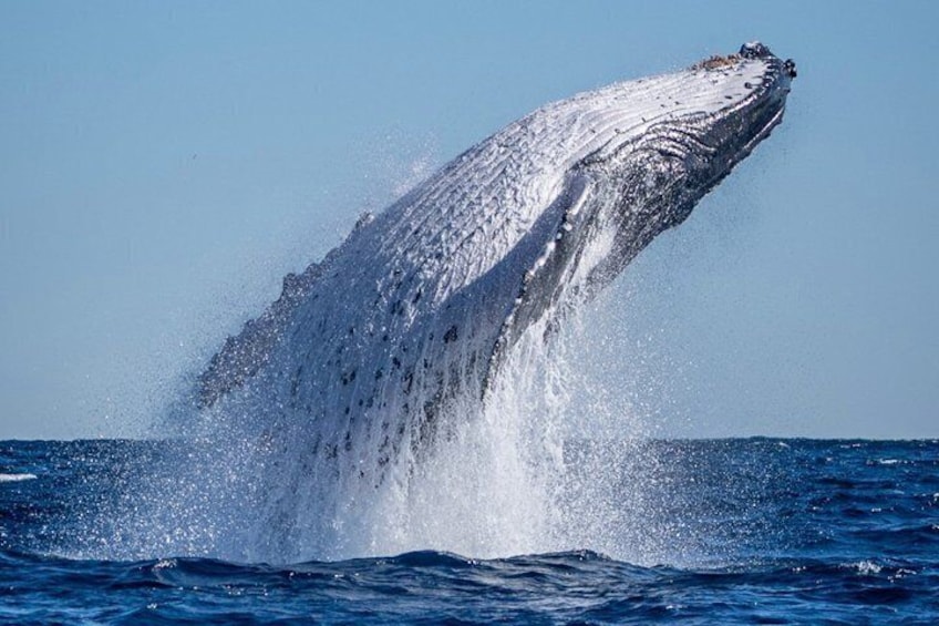 A whale breaching the ocean surface. 1