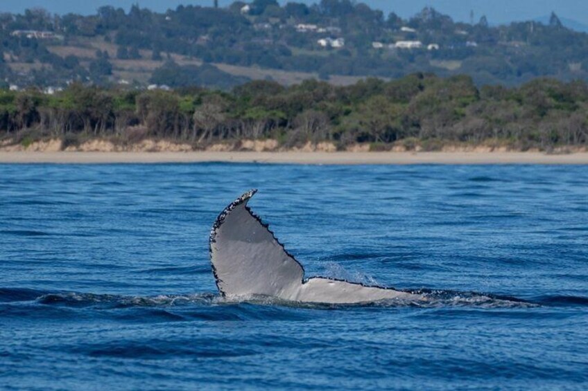 A whale tail breaching the ocean surface. 3