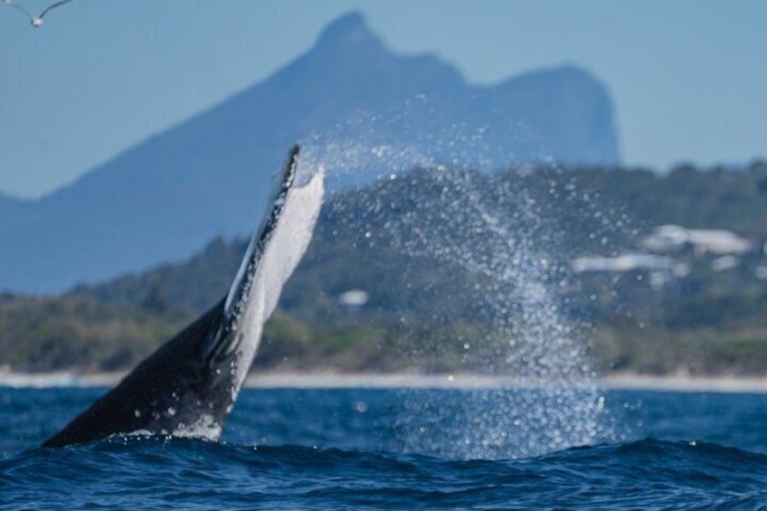A whale breaching with water splashing, a clear blue ocean, and a mountain in the background. 2