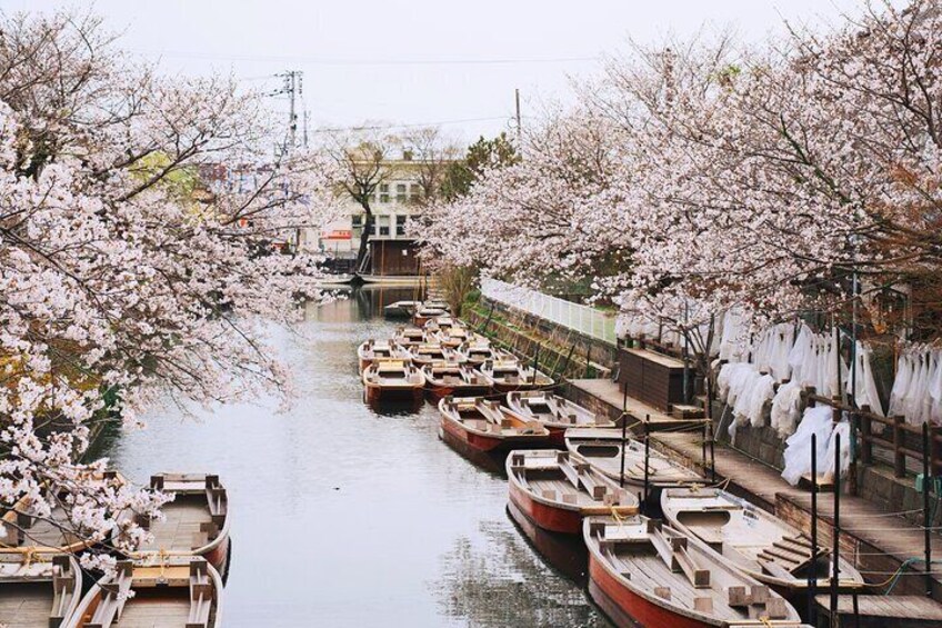 A canal lined with cherry blossoms and boats. 4