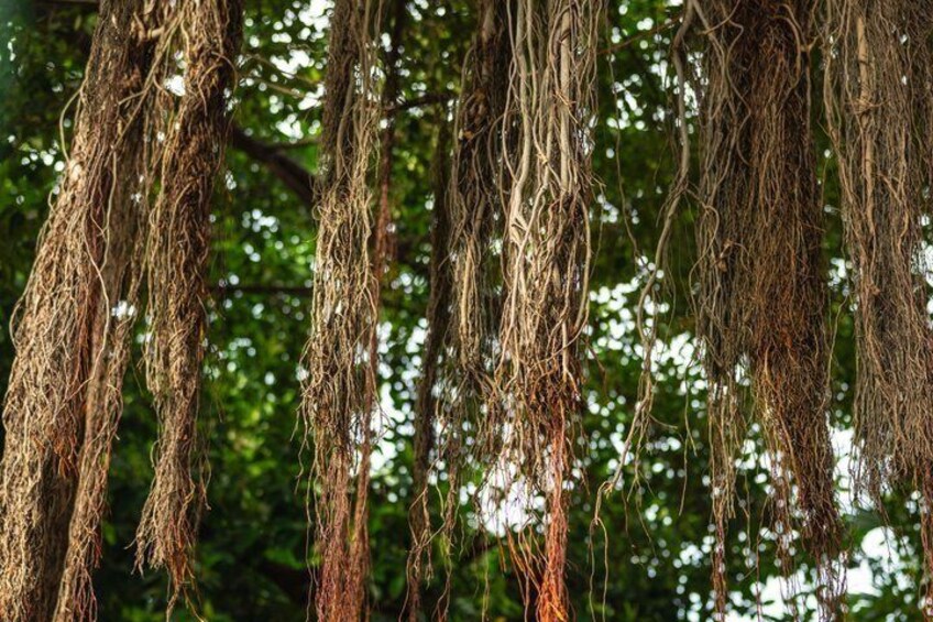 Hanging roots of a tree. 1