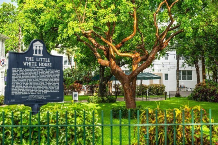 A sign for 'The Little White House' with a large tree in the foreground. 3