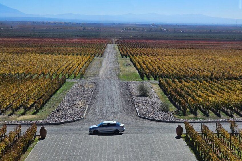 A vineyard with rows of grapevines, a paved road, and a car in the center. 2