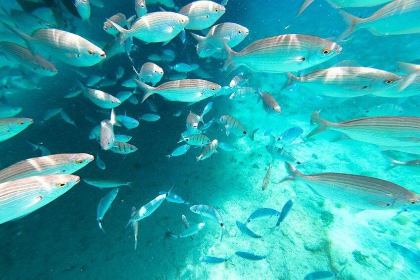 Snorkel Safari 3h Boat Trip in Menorca 2