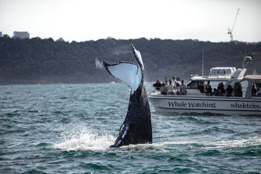 Whale Watching Boat Trip in Sydney 5