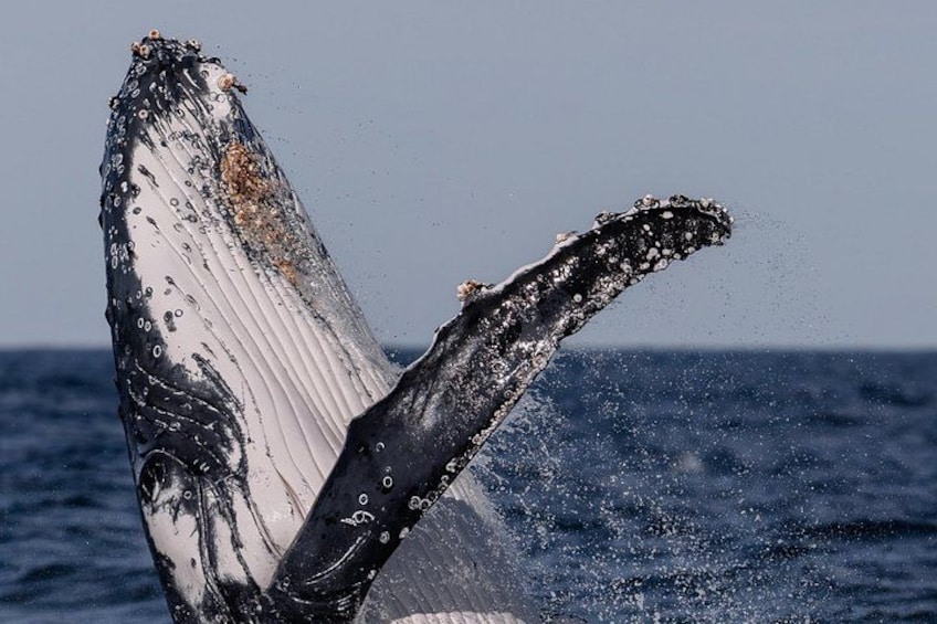 Whale Watching Boat Trip in Sydney 3