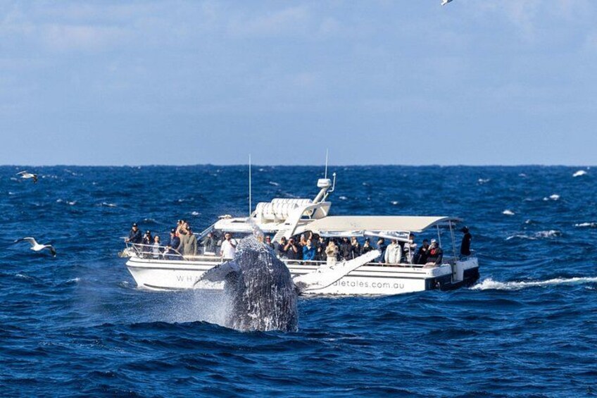 Whale Watching Boat Trip in Sydney 1