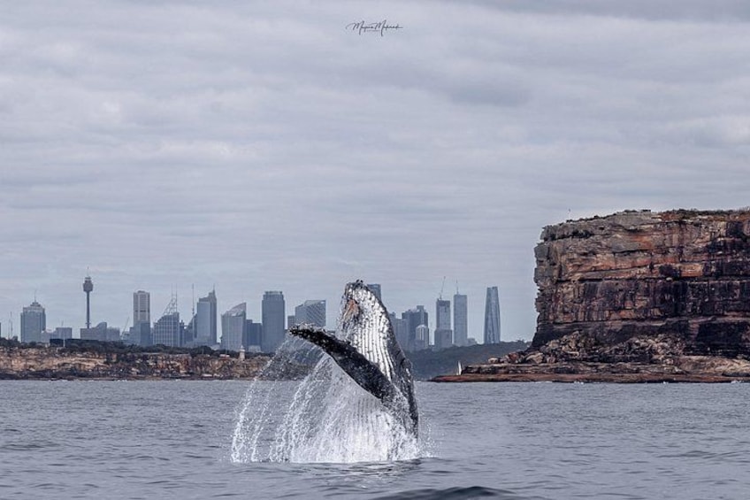 Whale Watching Boat Trip in Sydney 2