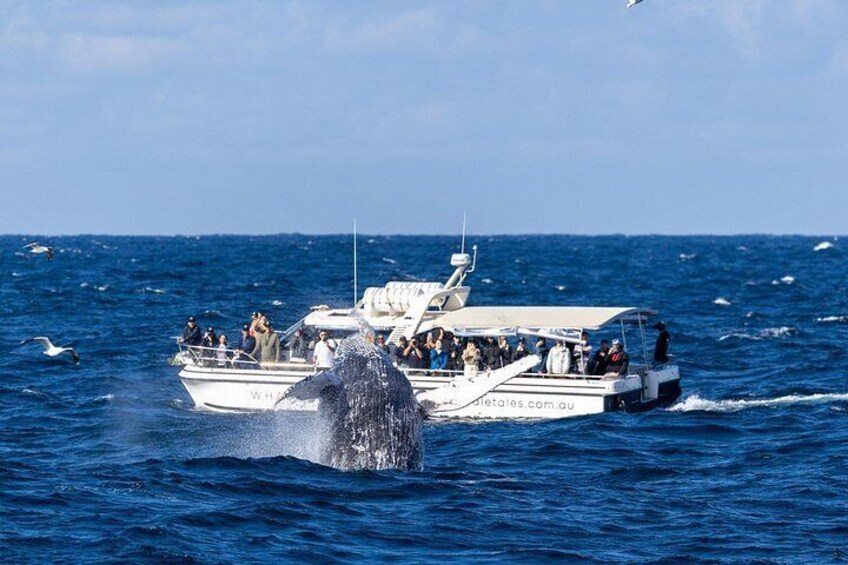 Whale Watching Boat Trip in Sydney 1