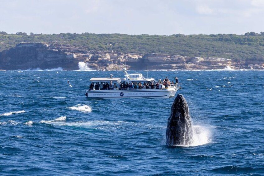 Whale Watching Boat Trip in Sydney 4