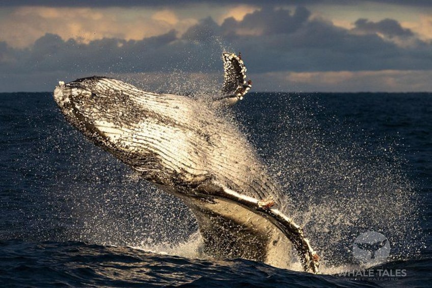 Whale Watching Boat Trip in Sydney 3