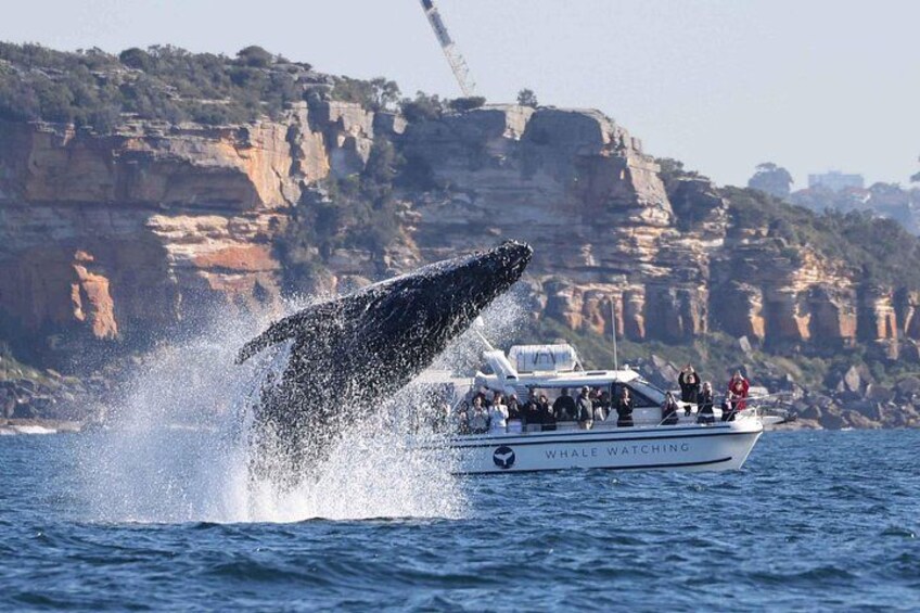 Whale Watching Boat Trip in Sydney 4