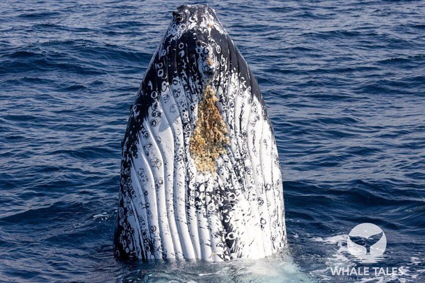 Whale Watching Boat Trip in Sydney 2