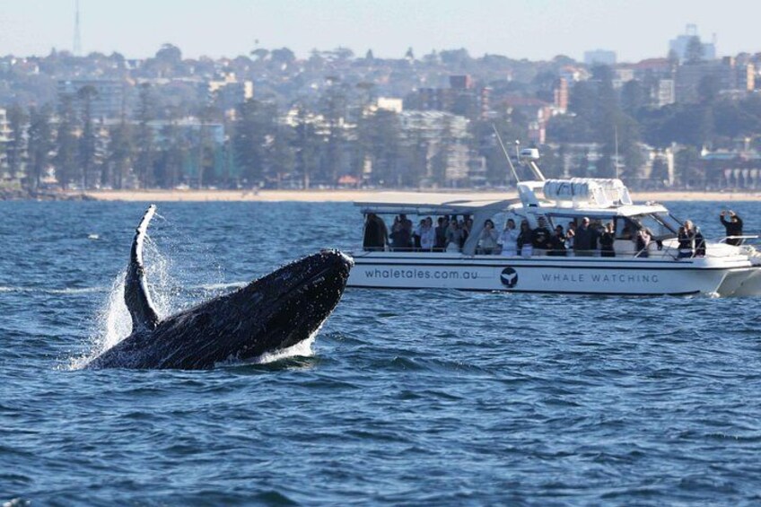 Whale Watching Boat Trip in Sydney 3
