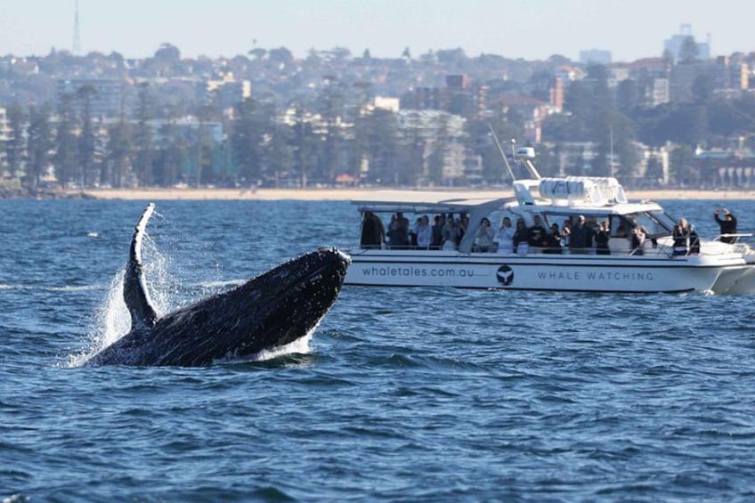 Whale Watching Boat Trip in Sydney 2