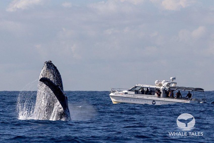 Whale Watching Boat Trip in Sydney 3