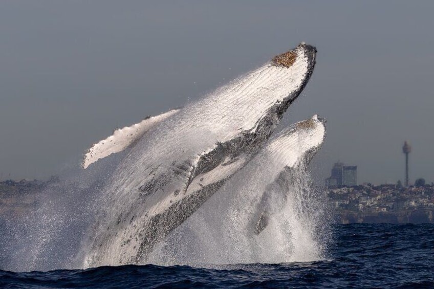Whale Watching Boat Trip in Sydney 2