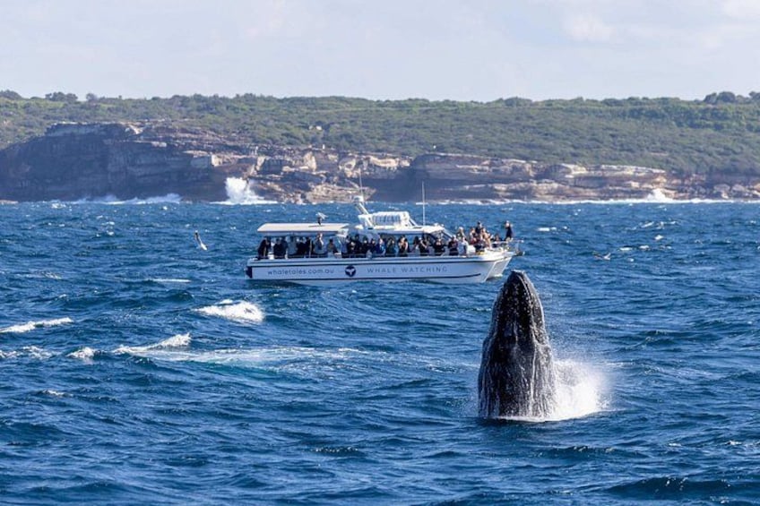 Whale Watching Boat Trip in Sydney 4