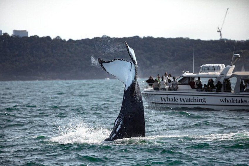 Whale Watching Boat Trip in Sydney 2