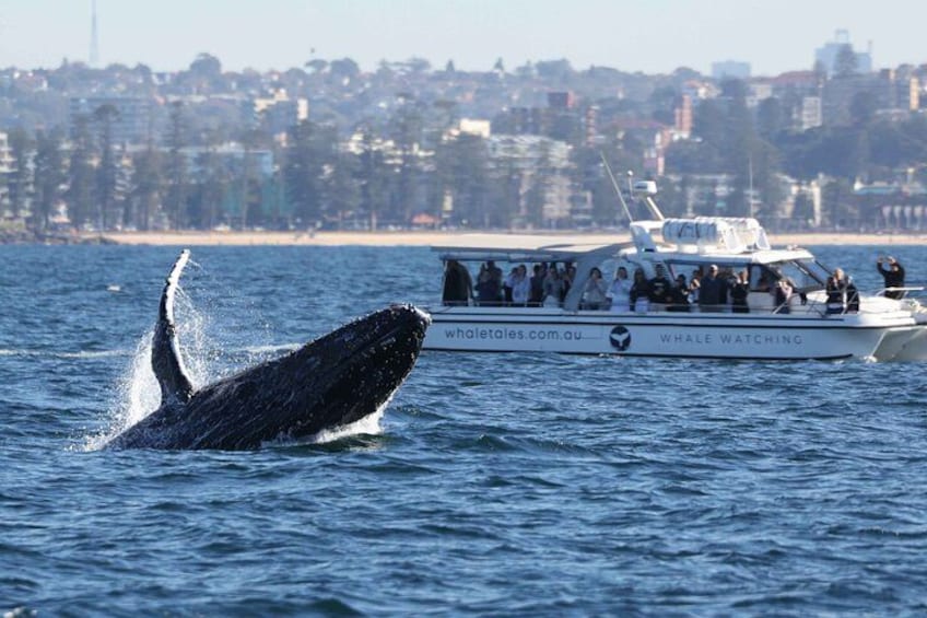 Whale Watching Boat Trip in Sydney 5
