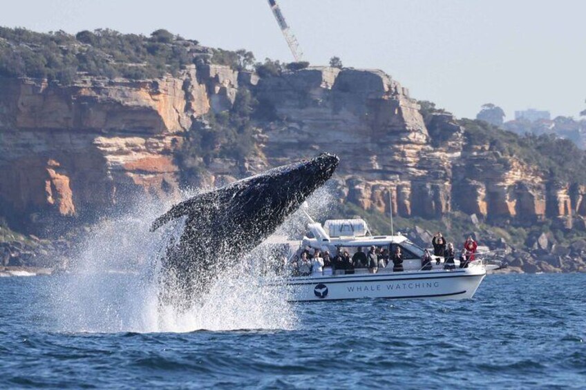 Whale Watching Boat Trip in Sydney 1