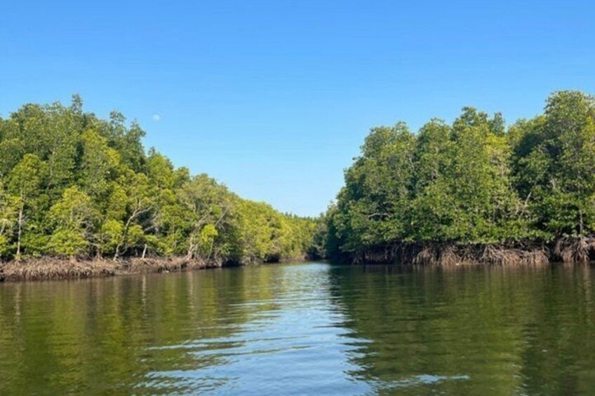 A calm river flanked by dense mangrove forests under a clear blue sky. 2