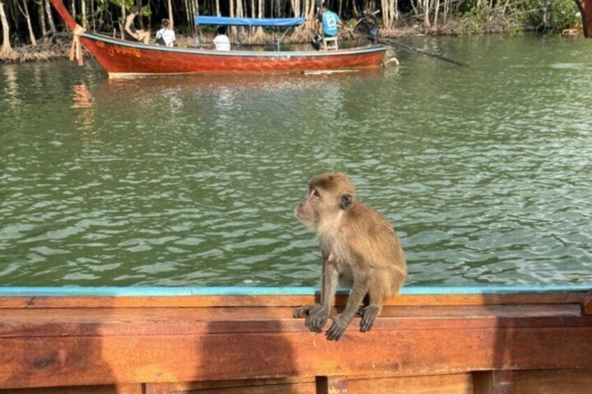 A monkey sitting on a wooden dock by a body of water with a boat in the background. 3