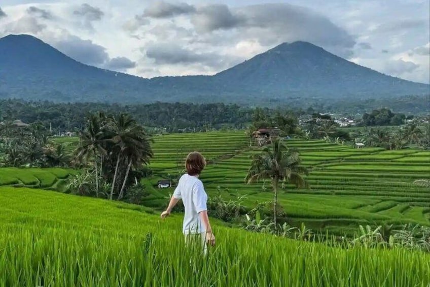 A person walking through a lush green rice field with a mountain in the background. 1
