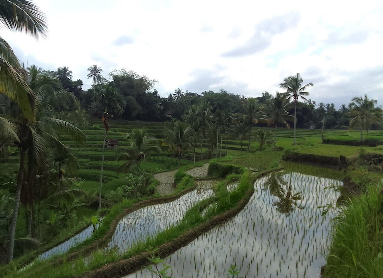 A lush rice paddy with water channels, surrounded by palm trees and other vegetation. 3